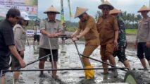 Peningkatan Produktivitas Padi