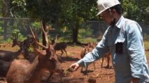 Penangkaran rusa Timor PT Vale